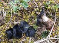 Helvella helvellula-amf2186